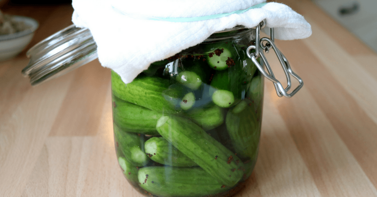 Fermentering agurk
